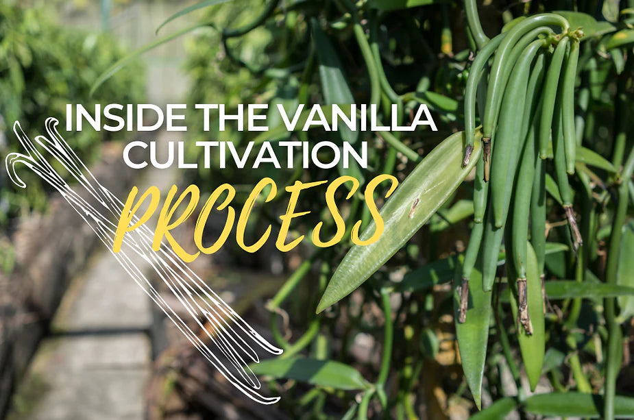 Inside the Vanilla Cultivation Process