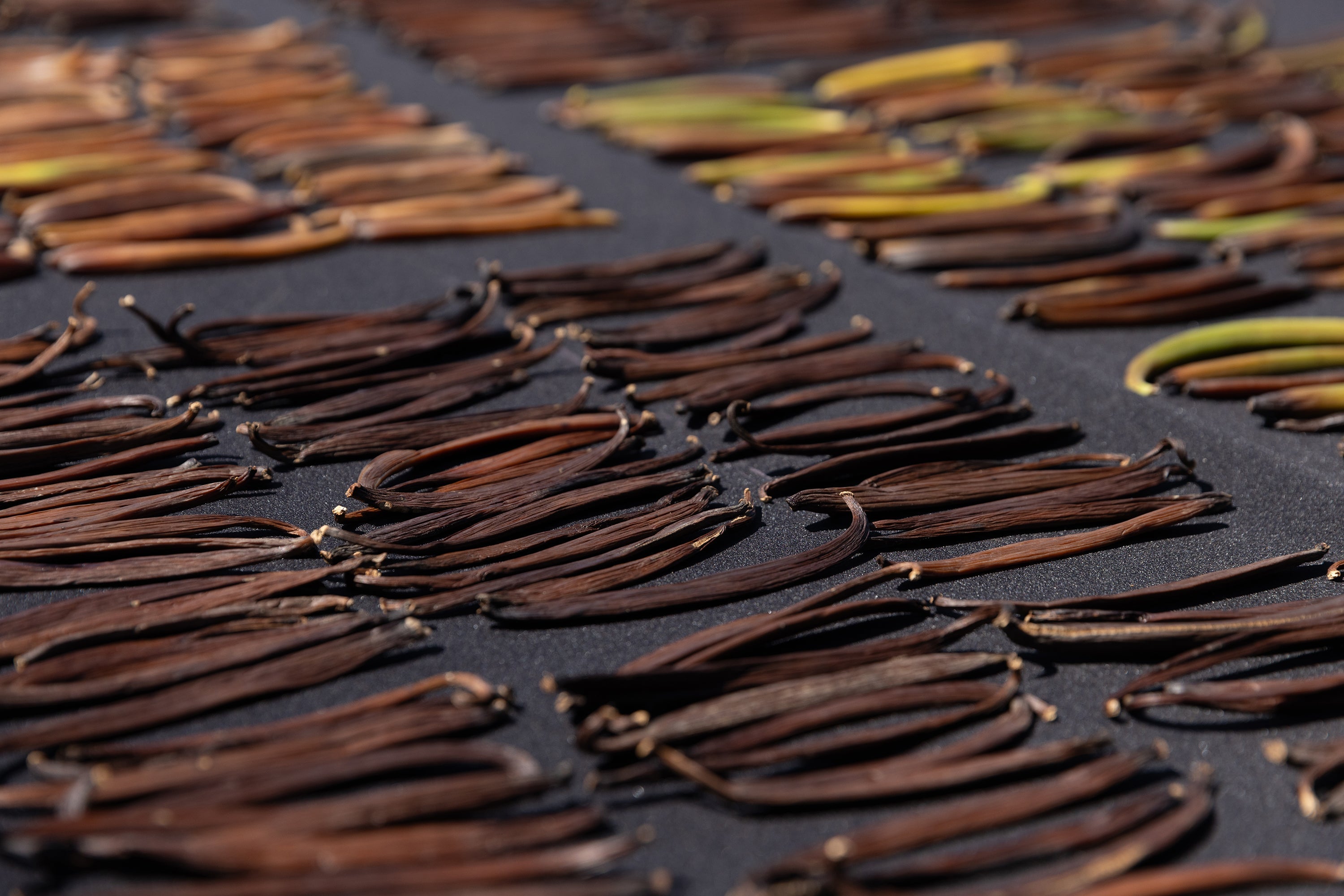 From Sun to Spoon: How Traditional Drying Methods Enhance Vanilla's Flavor