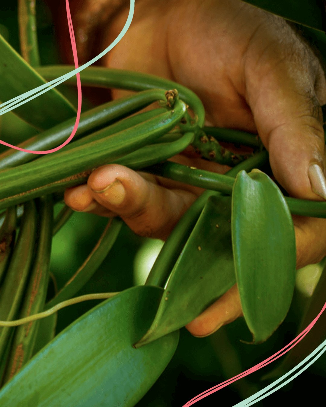 Tvaraus auginimo praktika