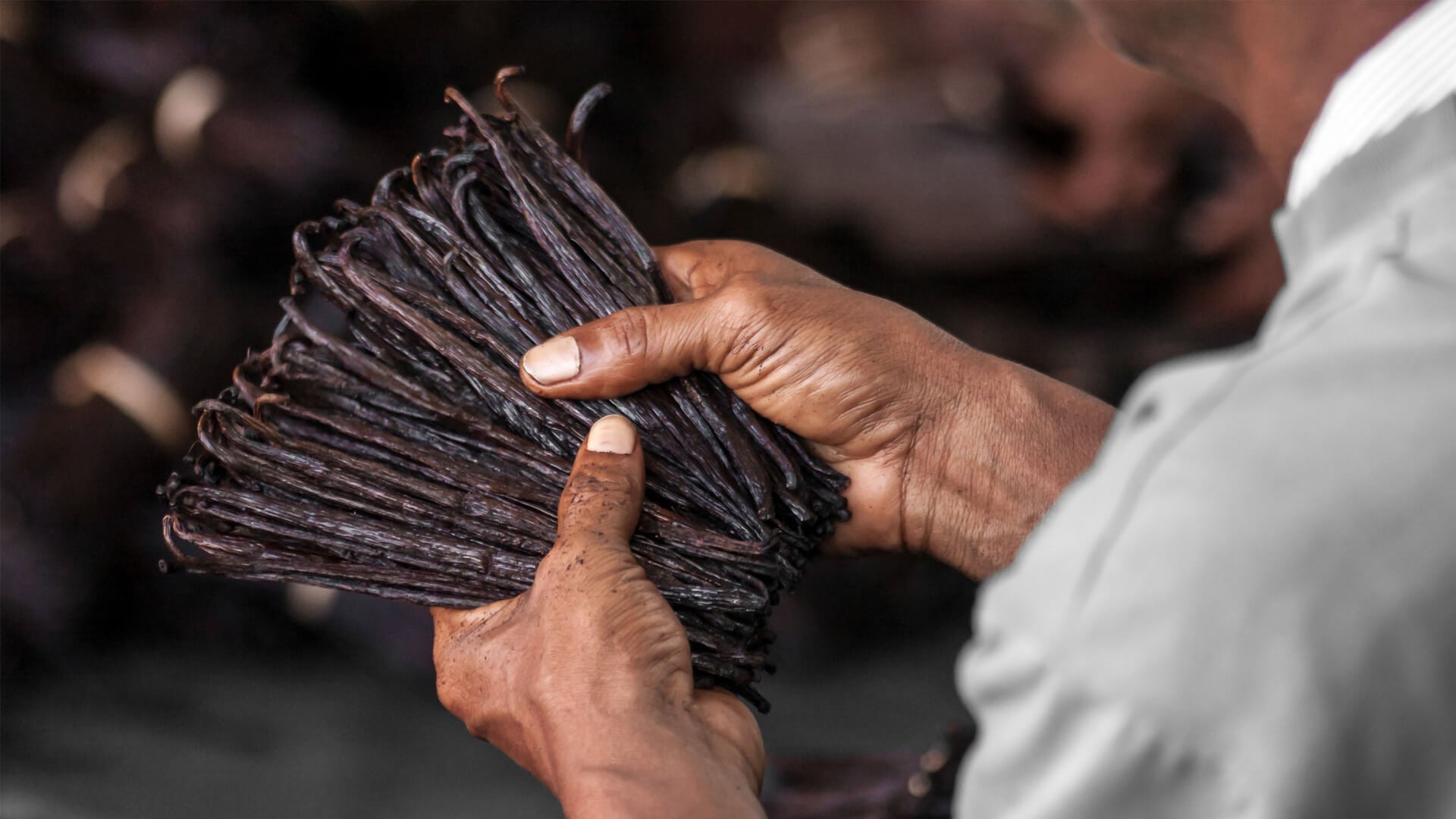 vanilla-pods-in-the-hand-organic.jpg